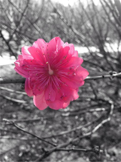 Snapseed中文版